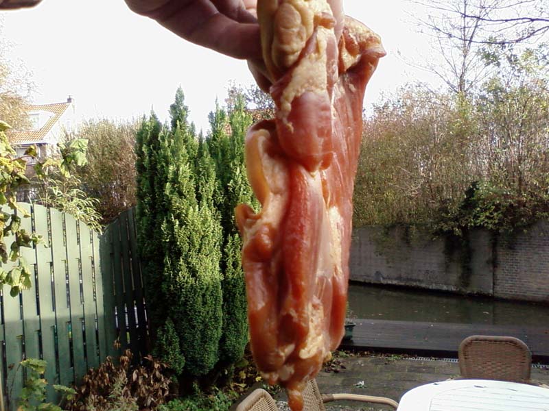 Bacon